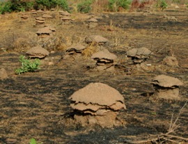 mushroom like termite mounds