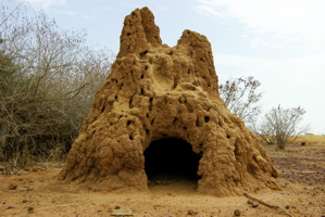 Termite Mound