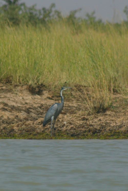 grey heron