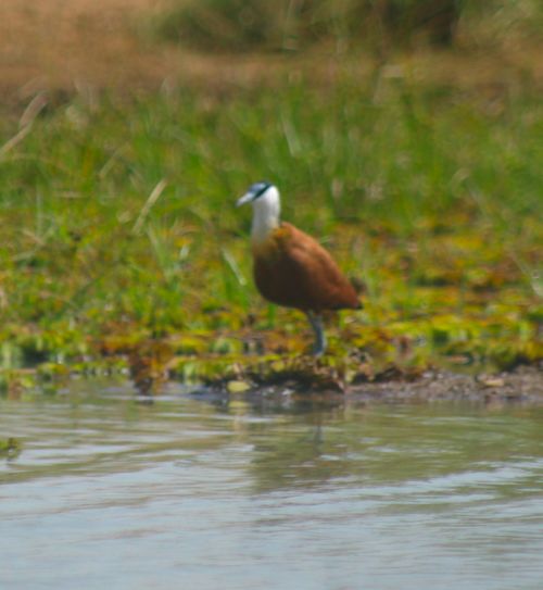 jacana