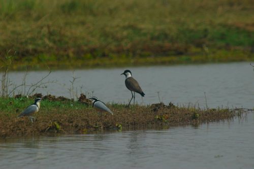 plover & lapwing