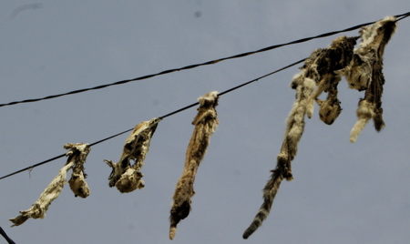 Cat Skins hanging on the power lines