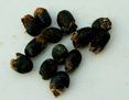 wakundo seeds